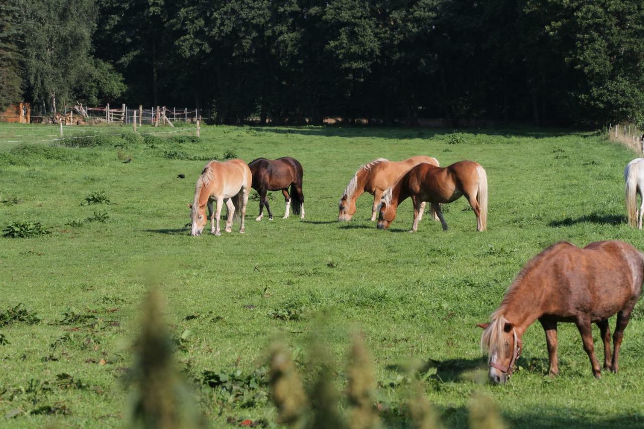 Ferienwohnungen Wulfshof Schneverdingen Luaran gambar